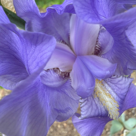 fleur26
